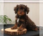 Small Photo #3 Cavapoo Puppy For Sale in LEOLA, PA, USA