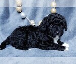 Small Photo #3 Miniature Labradoodle Puppy For Sale in FREDERICKSBURG, OH, USA