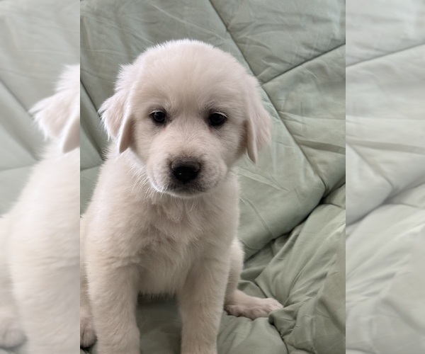 Medium Photo #1 Golden Retriever Puppy For Sale in WEATHERFORD, TX, USA