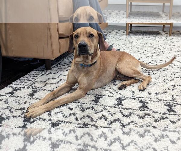 Medium Photo #3 Labrador Retriever-Unknown Mix Puppy For Sale in Columbus, IN, USA