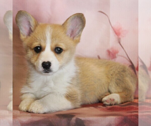 Medium Photo #1 Pembroke Welsh Corgi Puppy For Sale in COATESVILLE, PA, USA