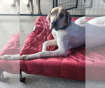 Small #1 Great Dane