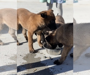 Belgian Malinois Puppy for sale in BROWNS SUMMIT, NC, USA