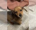 Puppy 2 Beagle-Chiweenie Mix