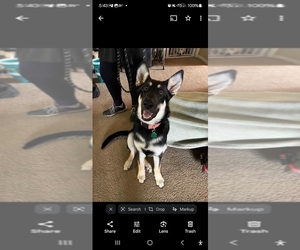 German Shepherd Dog Puppy for sale in COPPERAS COVE, TX, USA