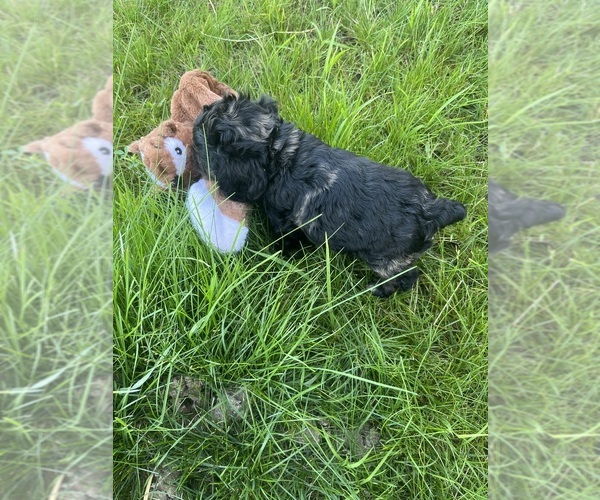 Medium Photo #1 Cocker Spaniel Puppy For Sale in WATERTOWN, SD, USA