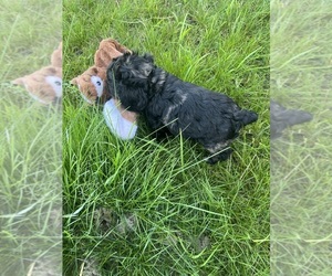 Cocker Spaniel Puppy for sale in WATERTOWN, SD, USA