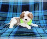 Small #8 Cavapoo (Miniature)