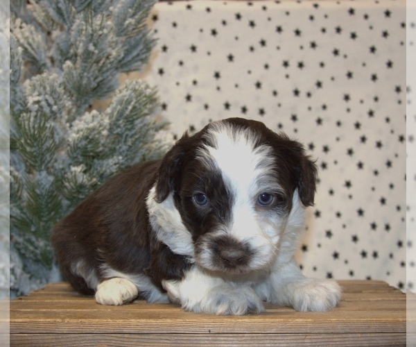 Medium Photo #1 Aussiedoodle Miniature  Puppy For Sale in NEWBERRY, IN, USA