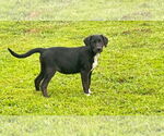 Small #4 Labrador Retriever Mix