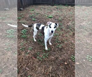 Rosemary - Female Staffordshire Bull Terrier-Unknown Mix Dog for Adoption - Photo #5