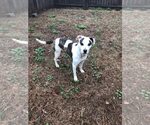 Small #4 Mutt