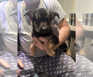 German Shepherd Dog Puppy for sale in SUNRISE, FL, USA