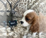 Small #5 Cavalier King Charles Spaniel