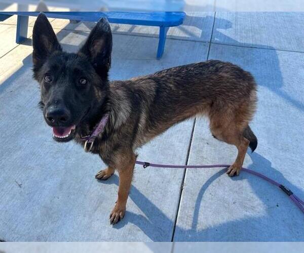 Medium Photo #2 Mutt Puppy For Sale in Redlands, CA, USA