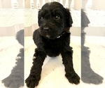 Small Photo #5 Bernedoodle Puppy For Sale in WALNUT GROVE, MO, USA