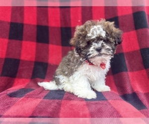 Zuchon Puppy for sale in LAKELAND, FL, USA