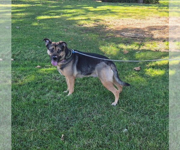 Medium Photo #2 German Shepherd Dog-Unknown Mix Puppy For Sale in Caldwell, NJ, USA