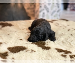 Labradoodle Puppy for sale in MAGNOLIA, NC, USA