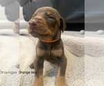 Small Photo #8 Doberman Pinscher Puppy For Sale in GRANT, AL, USA