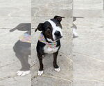 Small #8 Boxer Mix