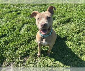 American Pit Bull Terrier Dogs for adoption in Ocala, FL, USA