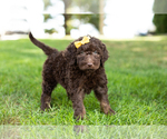 Small Photo #3 Labradoodle Puppy For Sale in NAPPANEE, IN, USA