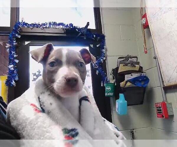 Medium Photo #1 Mutt Puppy For Sale in Tulsa, OK, USA