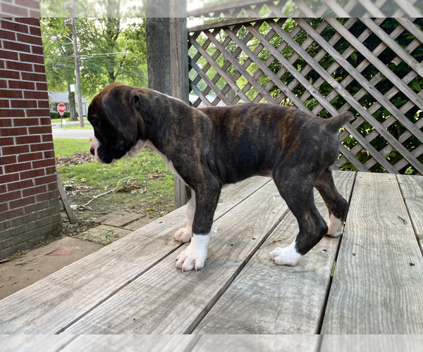 Medium Photo #5 Boxer Puppy For Sale in HUMBOLDT, TN, USA