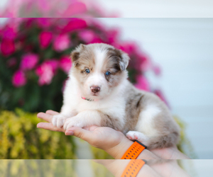 Border Collie Puppy for sale in CONWAY, MO, USA