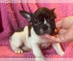 French Bulldog Puppy for sale in BOSTON, MA, USA