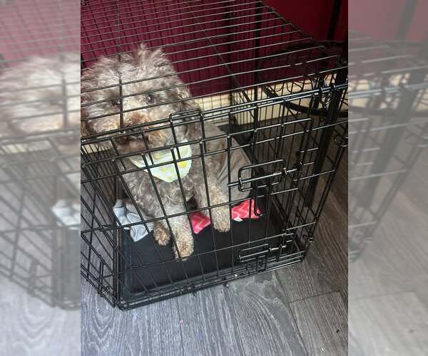 Medium Photo #13 Poodle (Miniature) Puppy For Sale in Pacolet, SC, USA