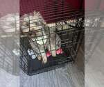 Small #12 Poodle (Miniature)