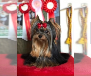 Yorkshire Terrier Puppy for sale in Cluj-Napoca, Cluj, Romainia