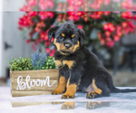 Puppy Audrey Rottweiler