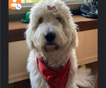 Small Photo #2 Goldendoodle Puppy For Sale in FAIRFIELD, CA, USA