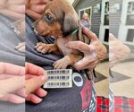 Small Photo #4 Doberman Pinscher-Unknown Mix Puppy For Sale in Aurora, OH, USA