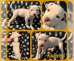 Small American Pit Bull Terrier