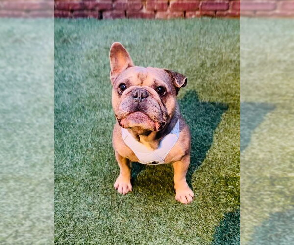 Medium Photo #4 French Bulldog Puppy For Sale in Marina Del Rey, CA, USA