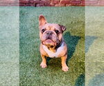 Small #3 French Bulldog