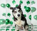 Small #13 Siberian Husky Mix