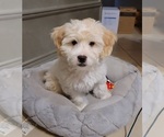 Small #7 Lhasa-Poo
