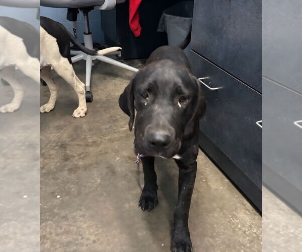 Medium Photo #1 American Pit Bull Terrier-Labrador Retriever Mix Puppy For Sale in Evansville, IN, USA