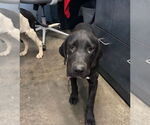 Small American Pit Bull Terrier-Labrador Retriever Mix