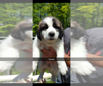 Puppy 5 Newfoundland-Saint Bernard Mix