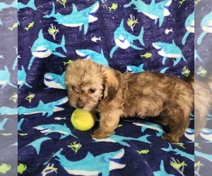 Medium Shorkie Tzu-Zuchon Mix