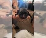 Small #2 Pug