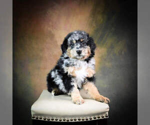 Aussiedoodle Miniature Puppy for sale in STRASBURG, OH, USA