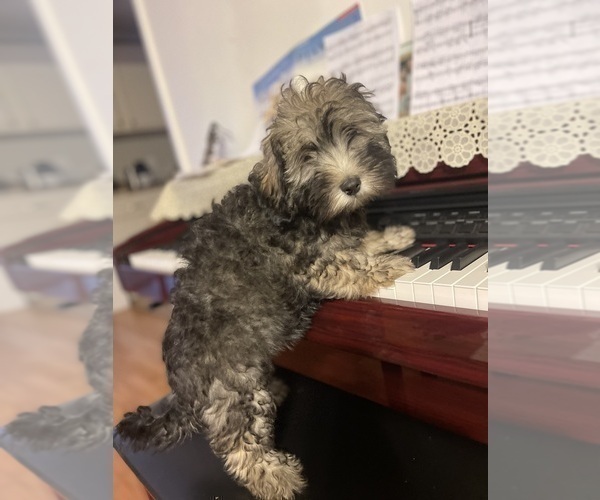 Medium Photo #1 Maltipoo Puppy For Sale in CLEVELAND, TN, USA