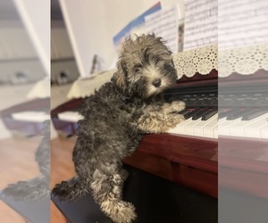Maltipoo Puppy for sale in CLEVELAND, TN, USA